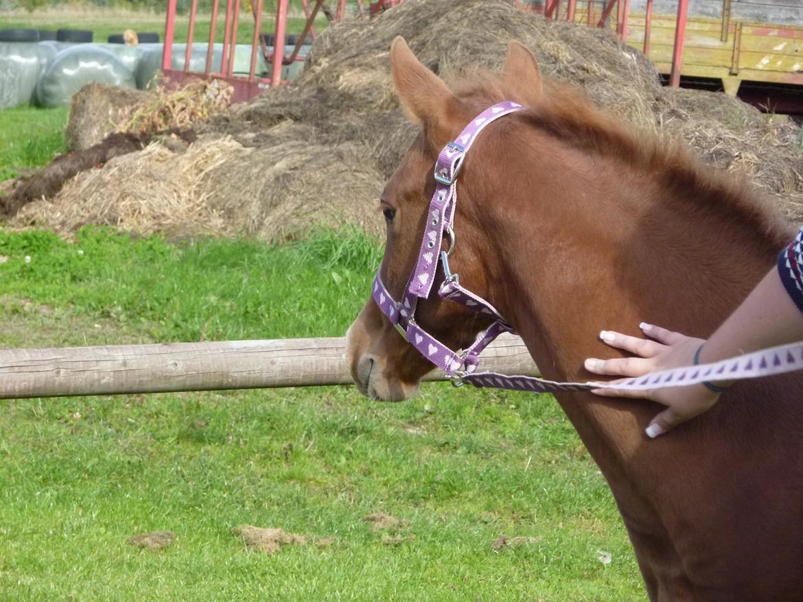 Quarter Slowmovin Hot Fudge billede 17