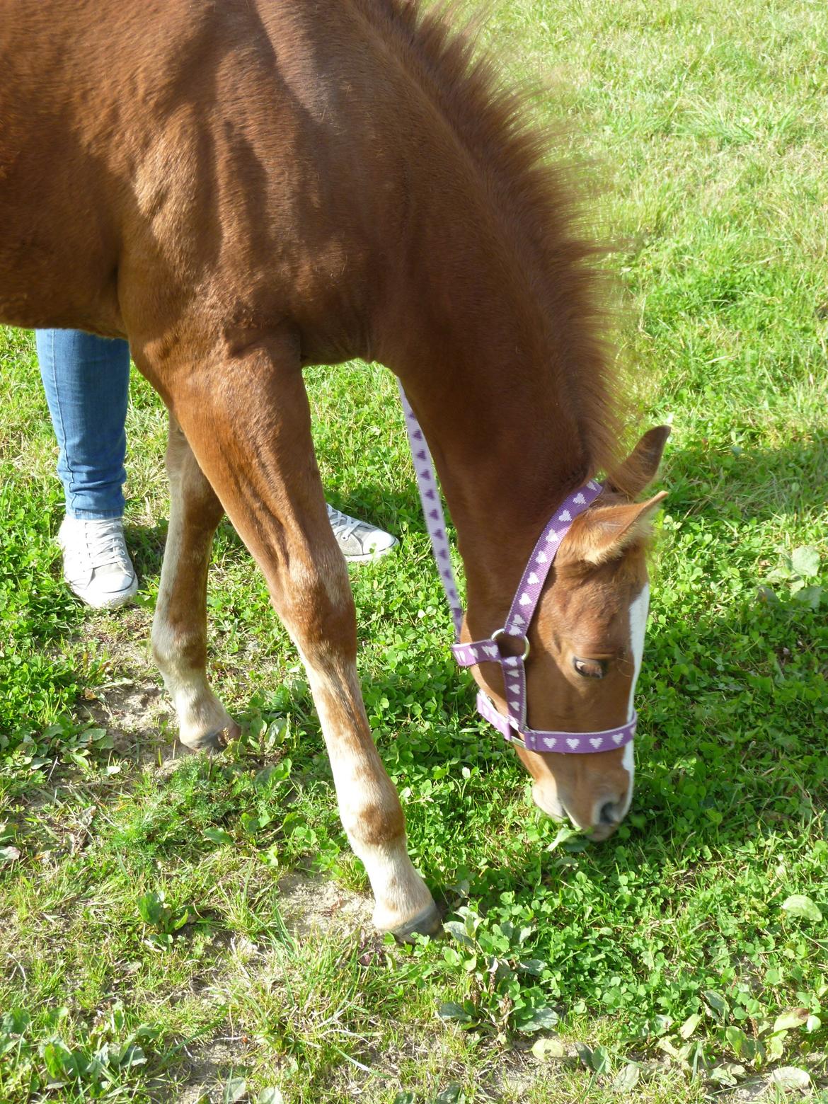 Quarter Slowmovin Hot Fudge billede 18