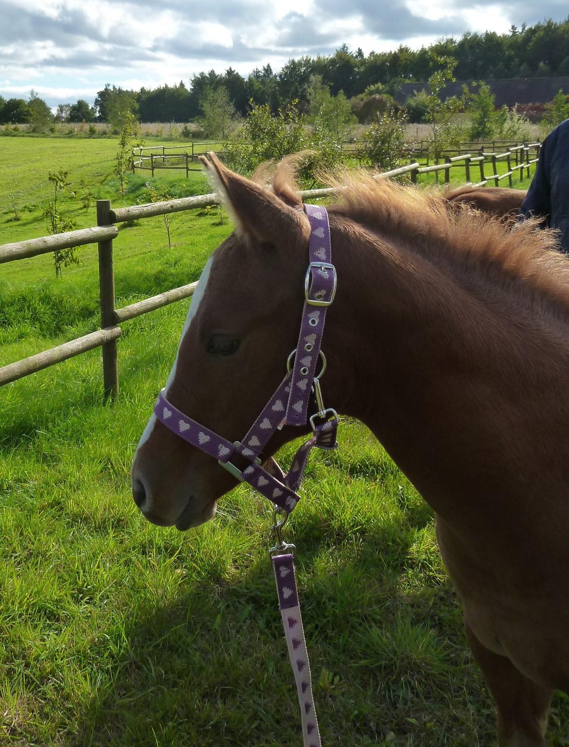 Quarter Slowmovin Hot Fudge billede 20