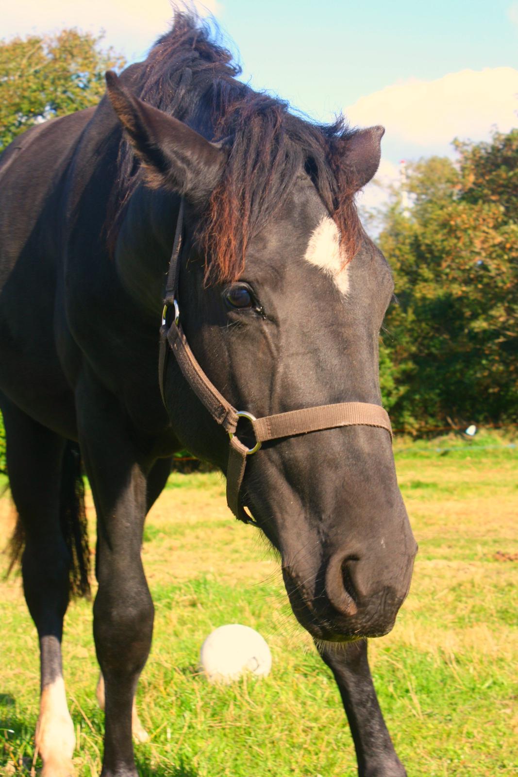 Oldenborg Caliméro billede 9