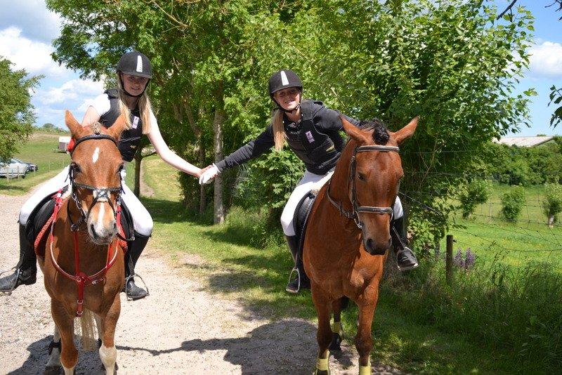 Svensk Sportspony  Sparkle (gnistre på Engelsk) billede 2