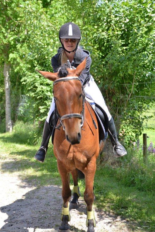 Svensk Sportspony  Sparkle (gnistre på Engelsk) billede 3