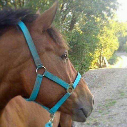 Svensk Sportspony  Sparkle (gnistre på Engelsk) -  . billede 5