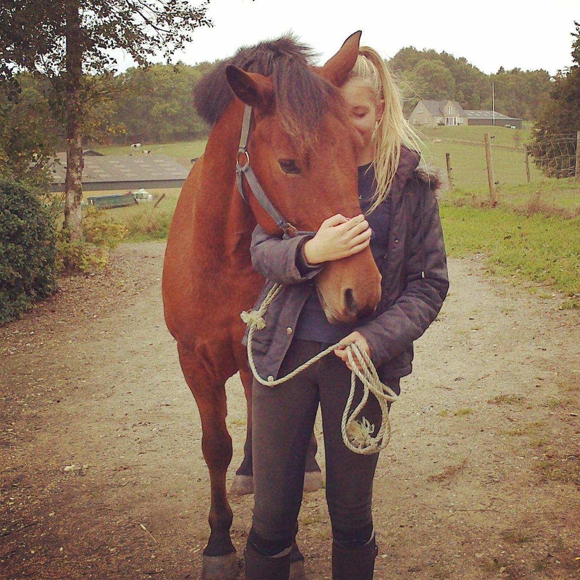 Svensk Sportspony  Sparkle (gnistre på Engelsk) billede 6