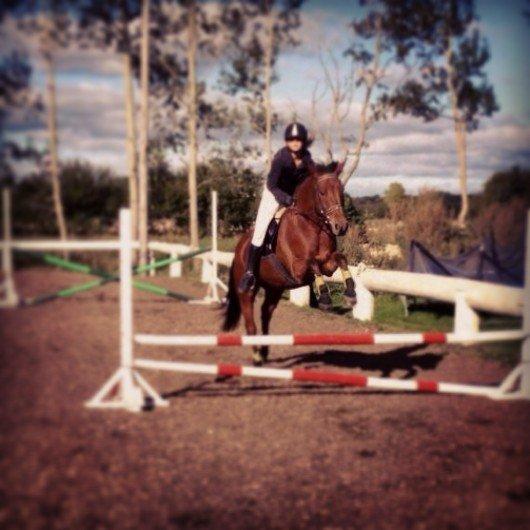 Svensk Sportspony  Sparkle (gnistre på Engelsk) billede 7