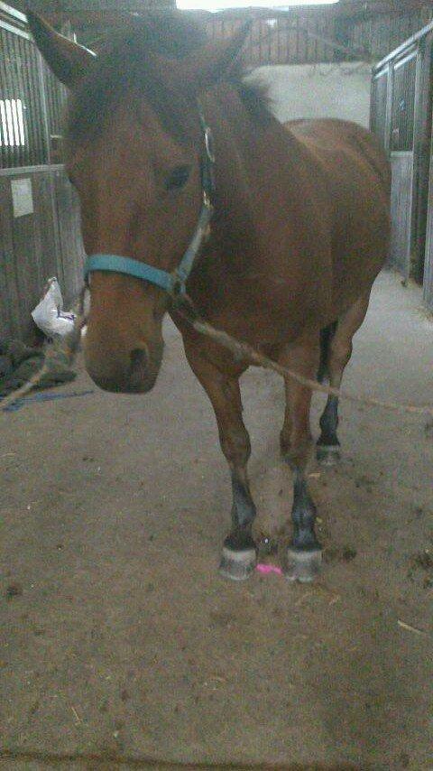 Svensk Sportspony  Sparkle (gnistre på Engelsk) billede 9