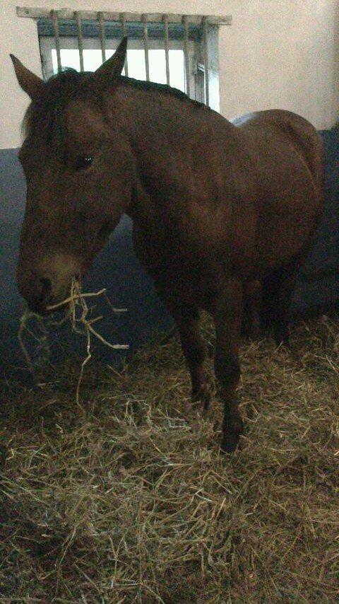 Svensk Sportspony  Sparkle (gnistre på Engelsk) billede 10