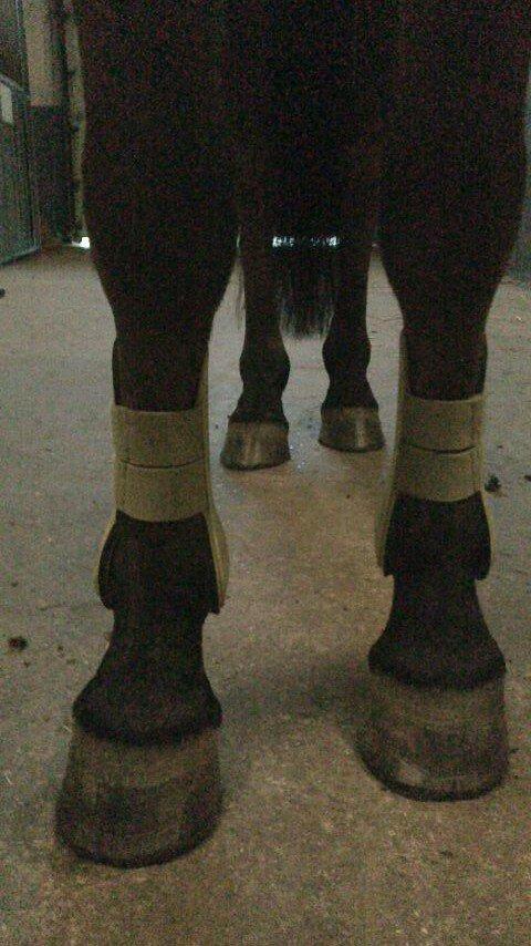 Svensk Sportspony  Sparkle (gnistre på Engelsk) billede 11