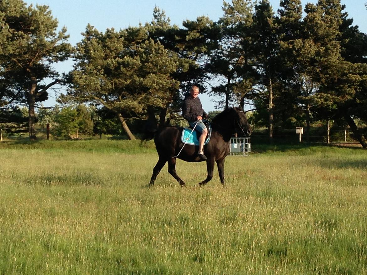 Anden særlig race lindholms black solgt - ja ja kæresten kan også ride ham 2 gang han rider ham billede 16