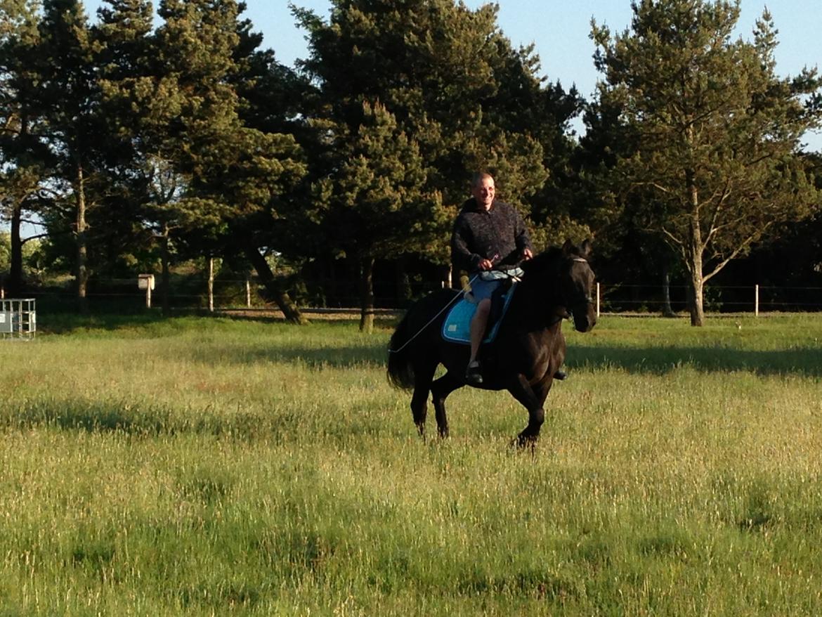 Anden særlig race lindholms black solgt billede 17