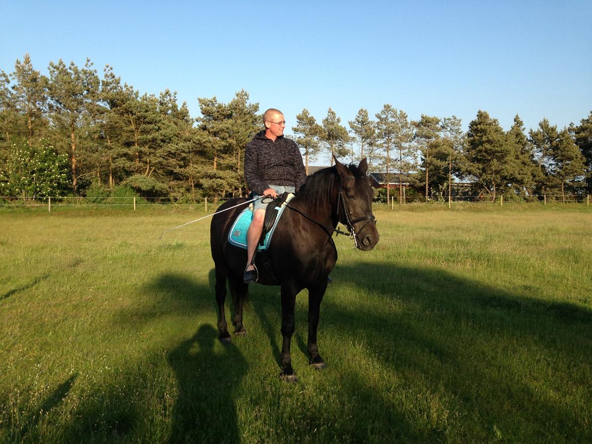 Anden særlig race lindholms black solgt - han fandt også ud af at man ikke skal ride i kort bukser når der er sadel på av av billede 20