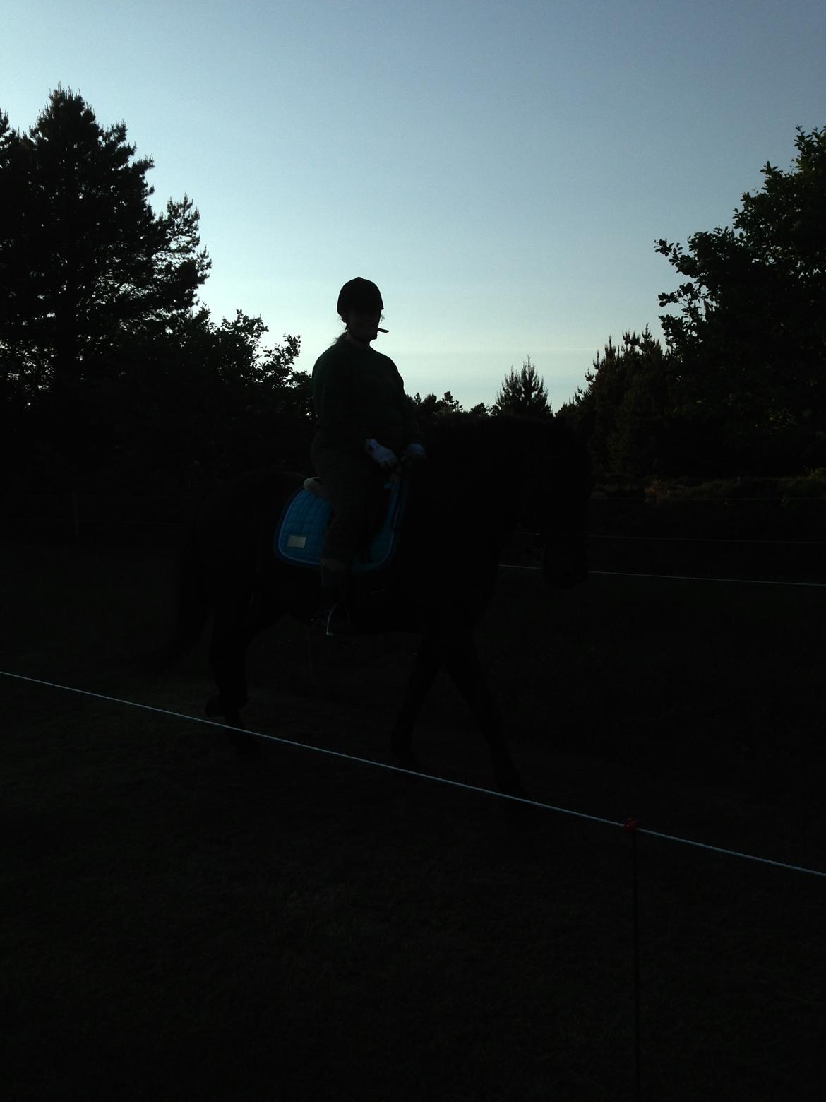 Anden særlig race lindholms black solgt billede 22