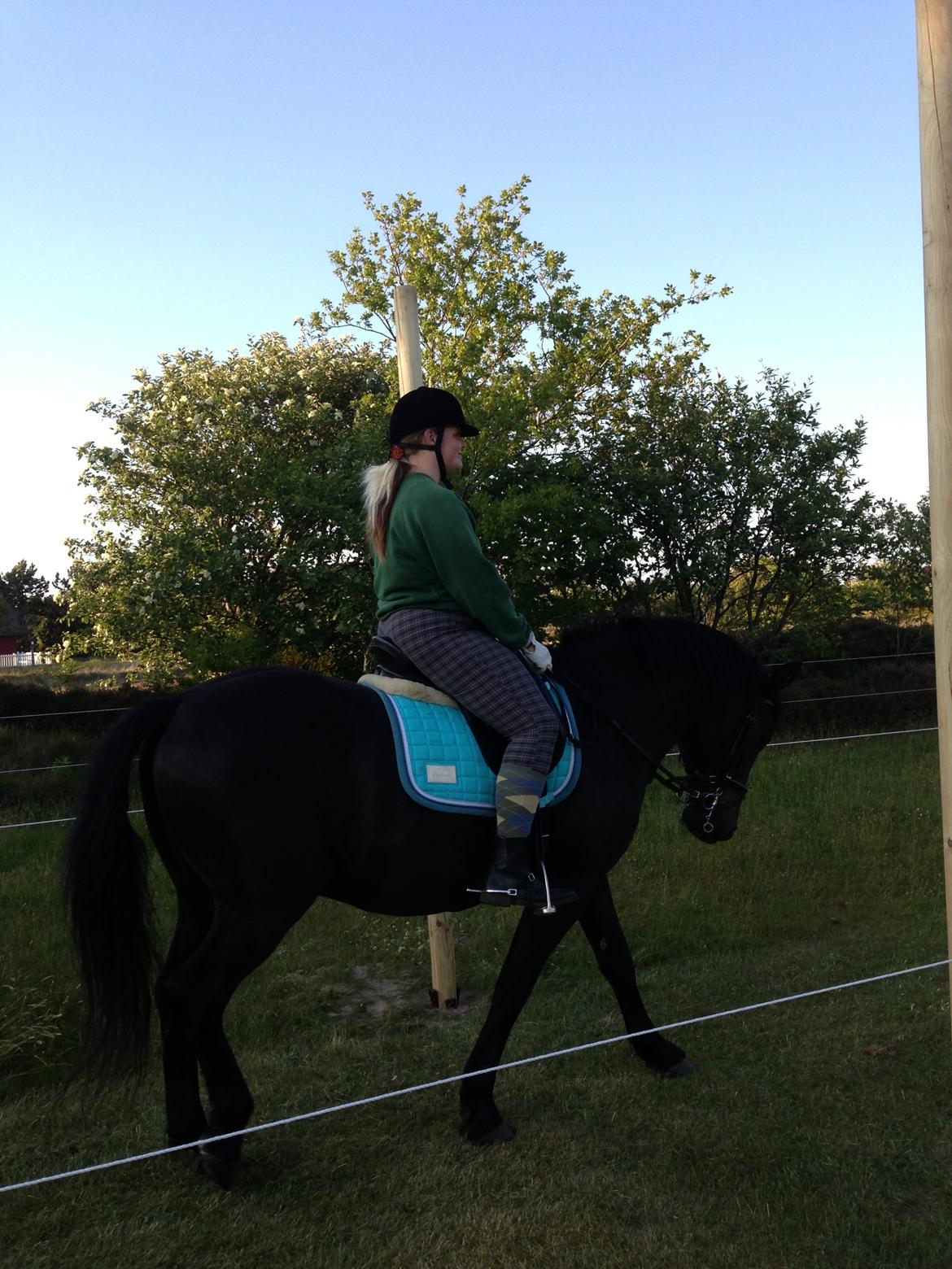 Anden særlig race lindholms black solgt billede 24