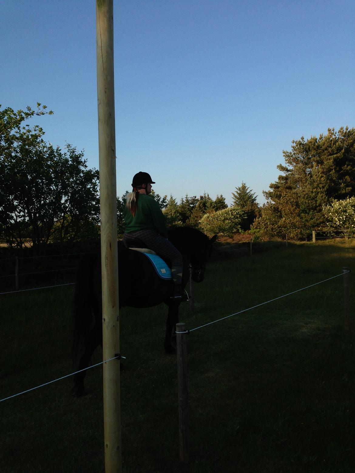 Anden særlig race lindholms black solgt billede 25