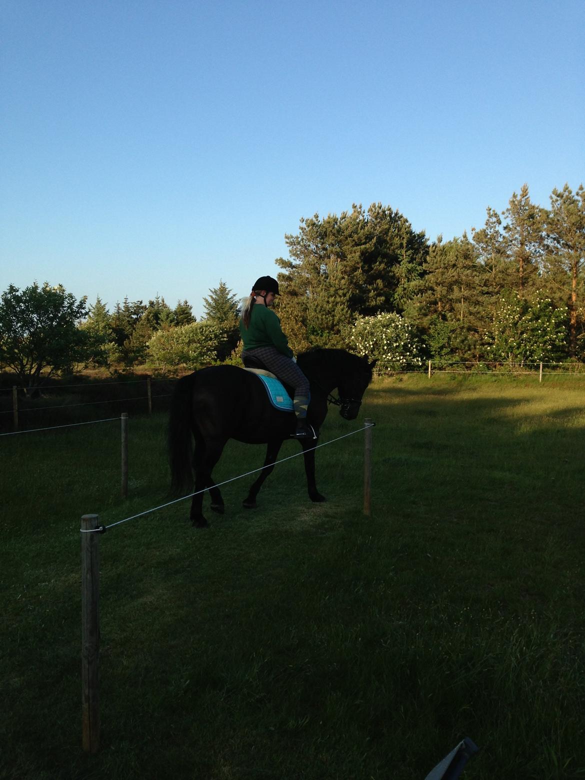 Anden særlig race lindholms black solgt billede 26