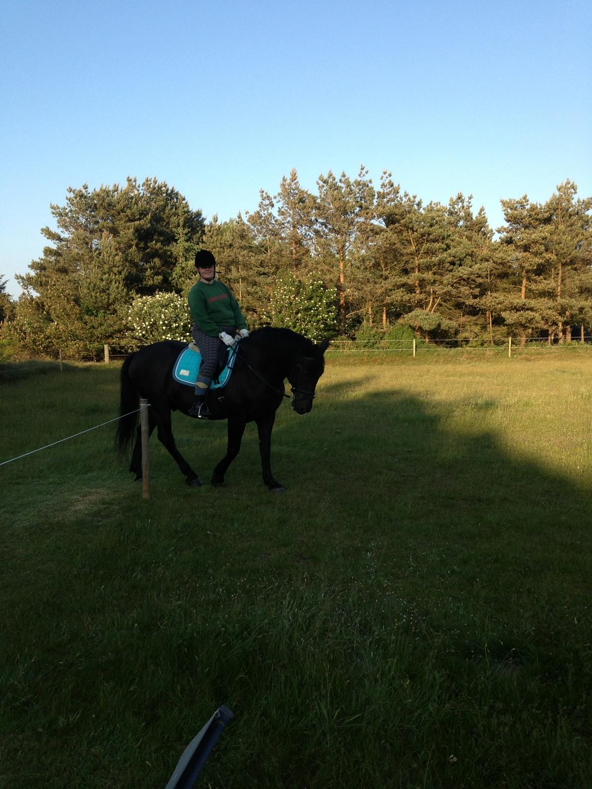 Anden særlig race lindholms black solgt billede 27