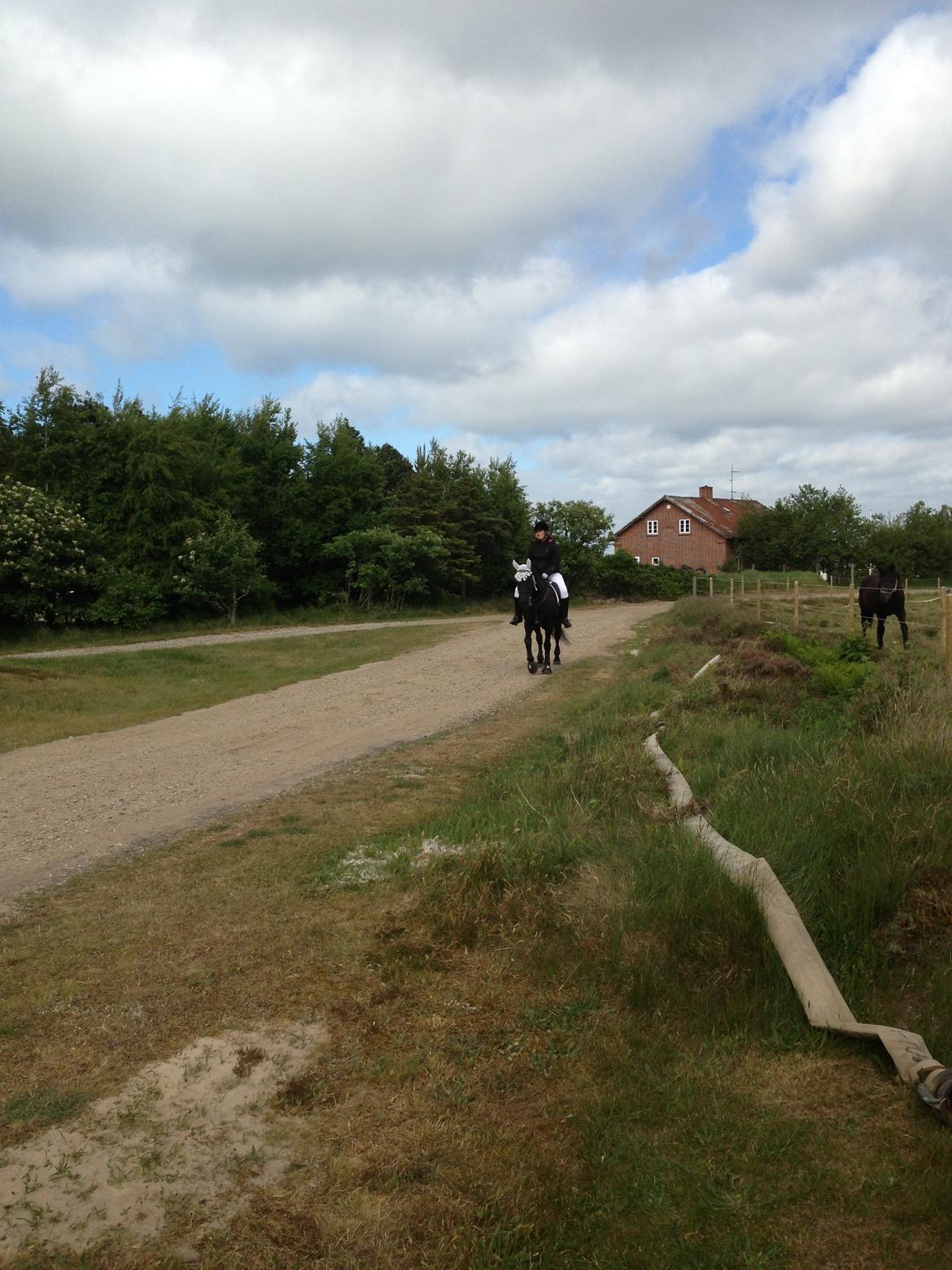 Anden særlig race lindholms black solgt - her kommer vi hjem efter hvors første ringe ridning billede 39