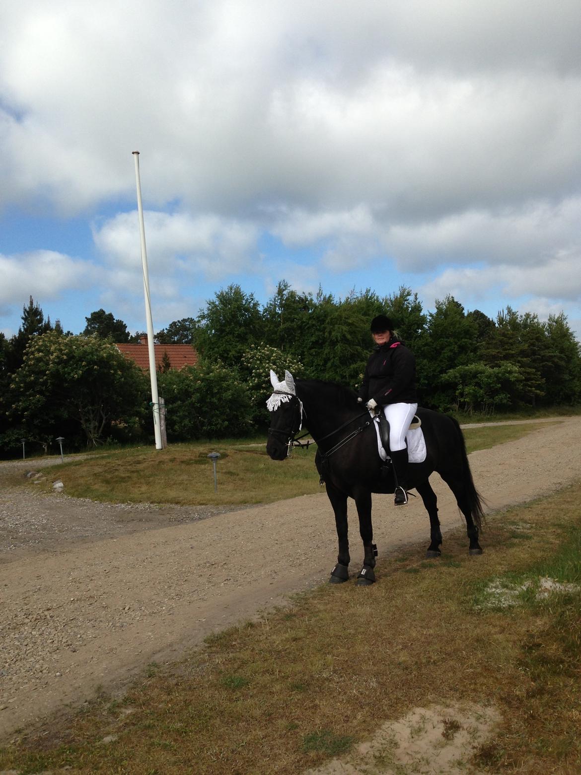 Anden særlig race lindholms black solgt billede 40