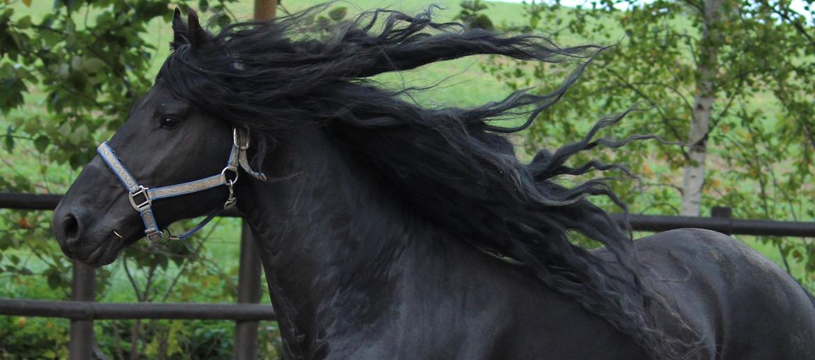 Frieser Tamke af søndergård billede 2