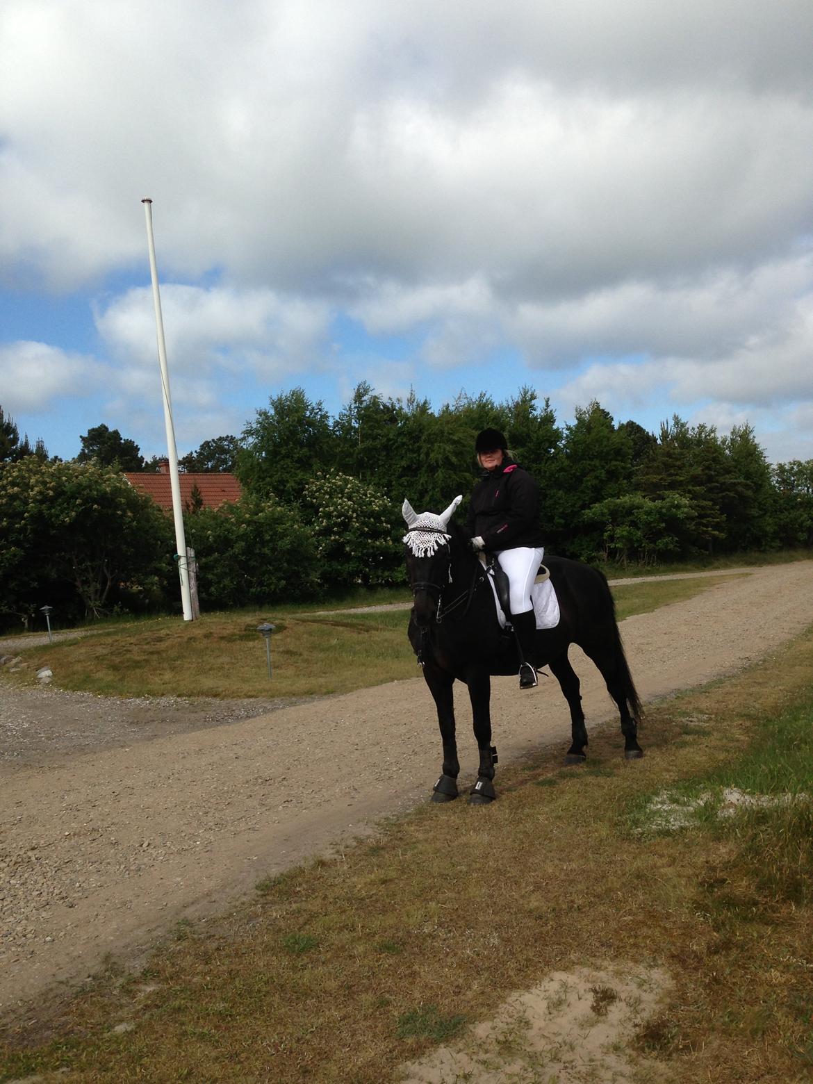 Anden særlig race lindholms black solgt billede 41