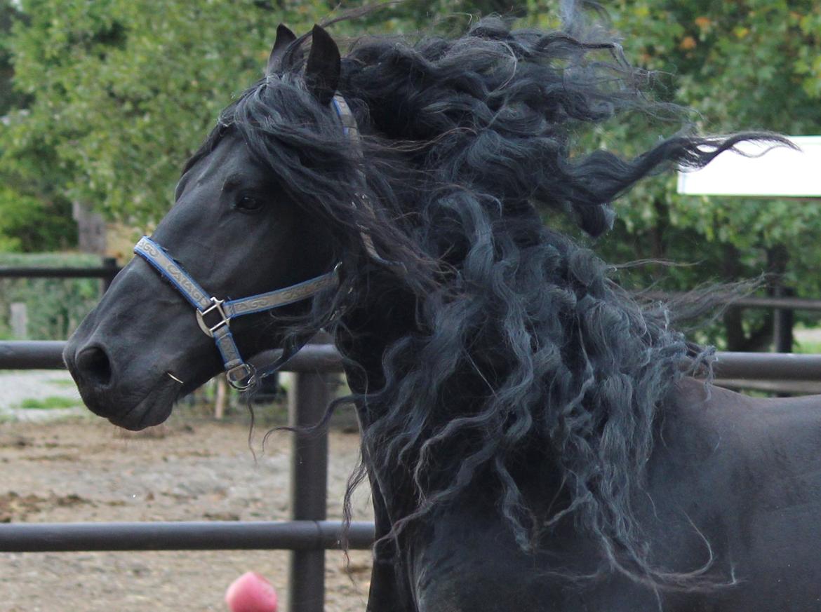 Frieser Tamke af søndergård billede 18