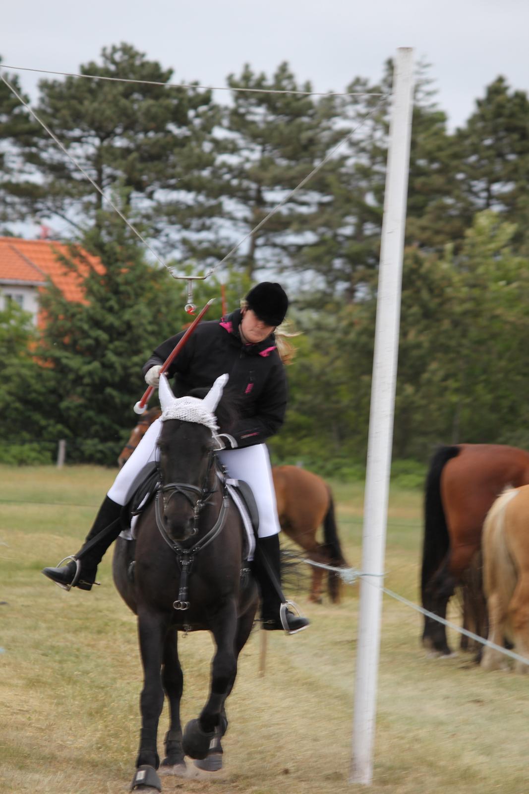 Anden særlig race lindholms black solgt - rent forbi men han gik sku godt vi giver blæsten skylden billede 32