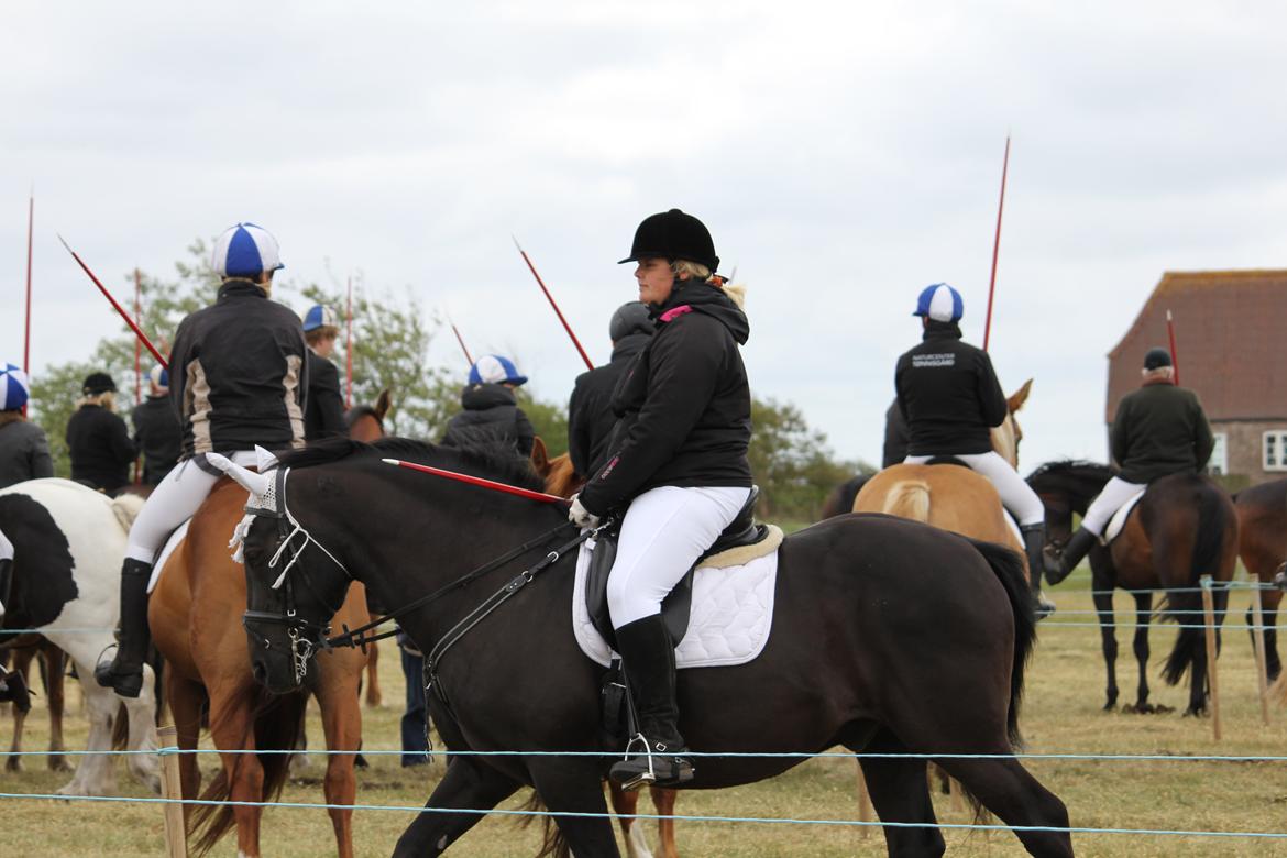 Anden særlig race lindholms black solgt billede 33