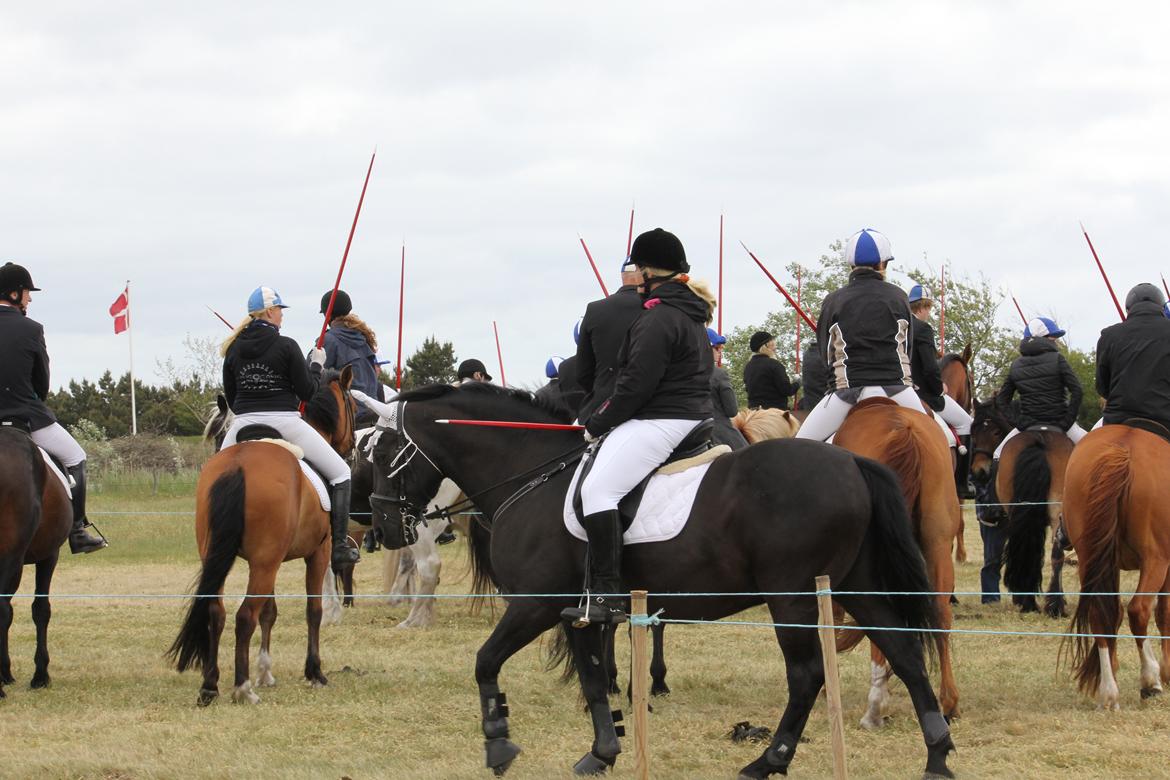 Anden særlig race lindholms black solgt billede 34