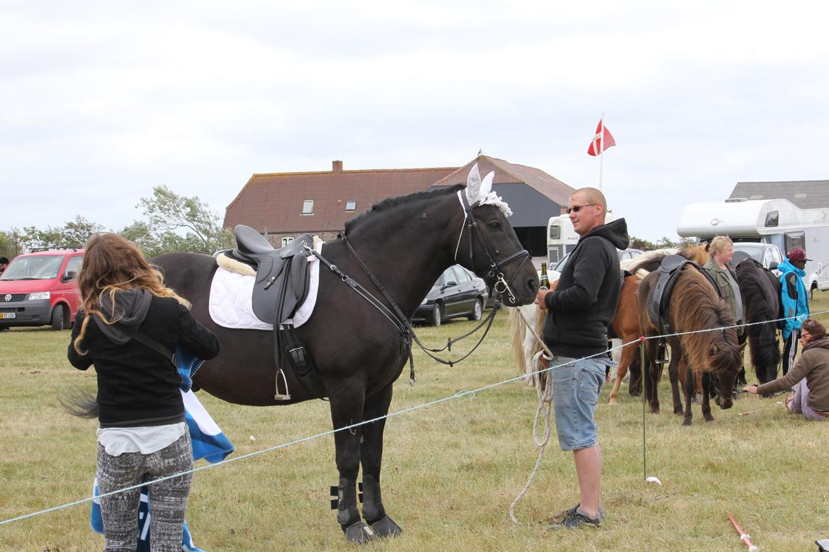 Anden særlig race lindholms black solgt - lækkert med privat heste holder billede 36