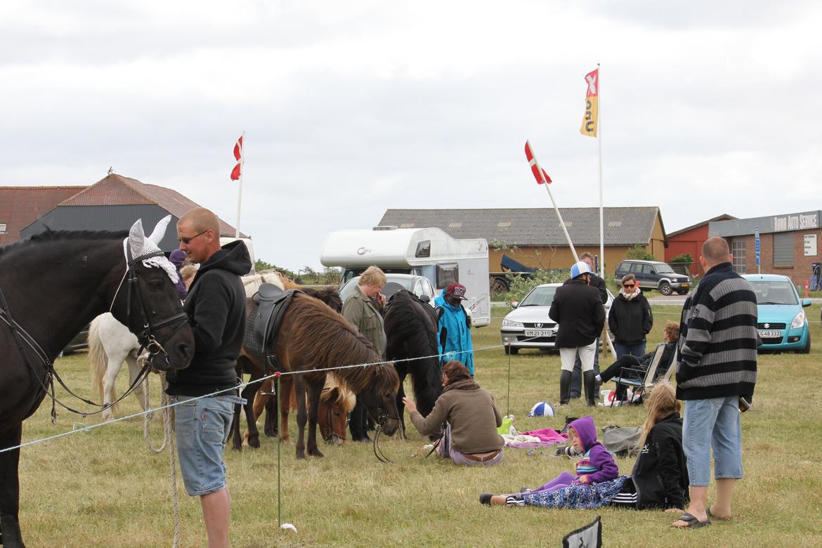 Anden særlig race lindholms black solgt billede 37