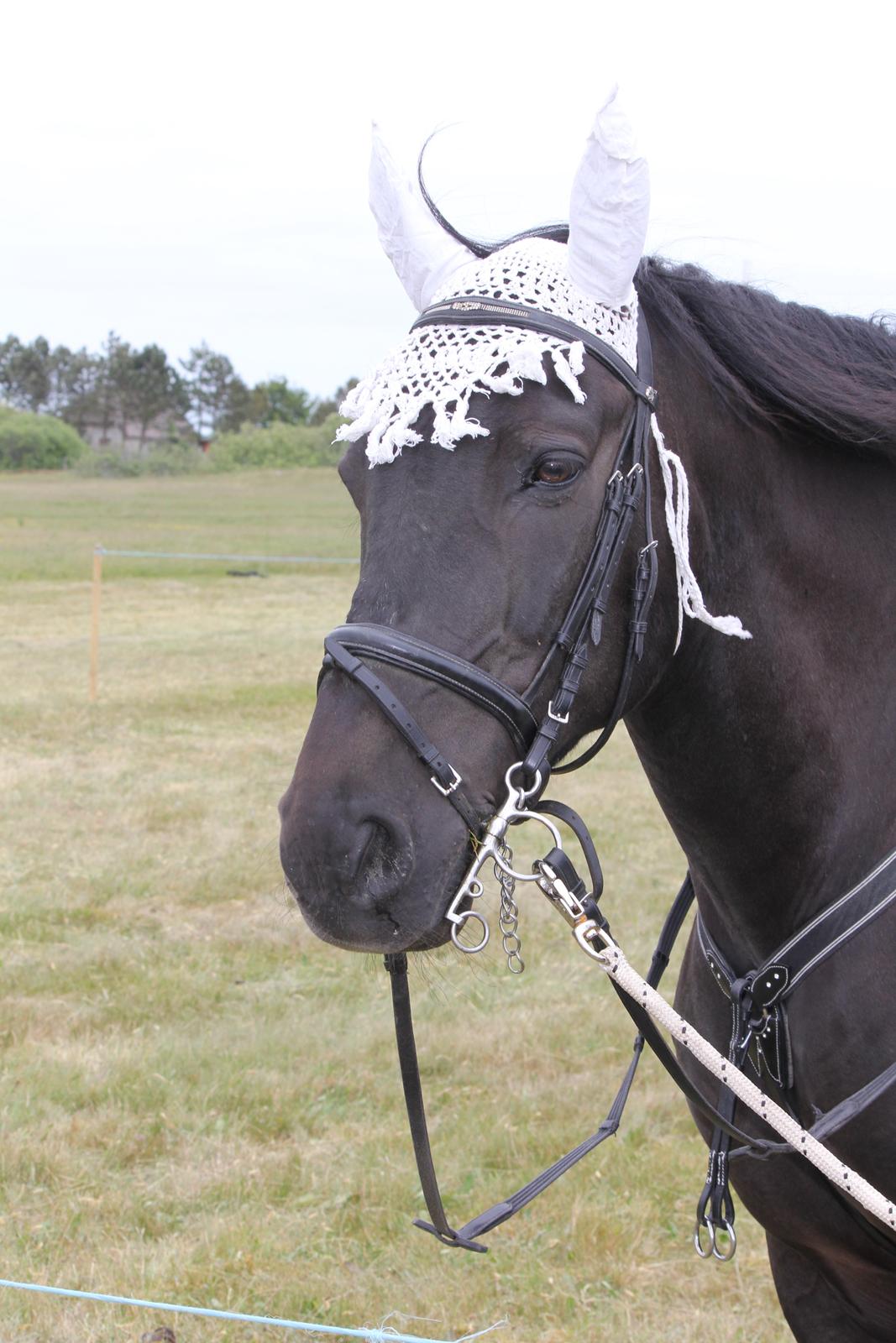 Anden særlig race lindholms black solgt billede 38