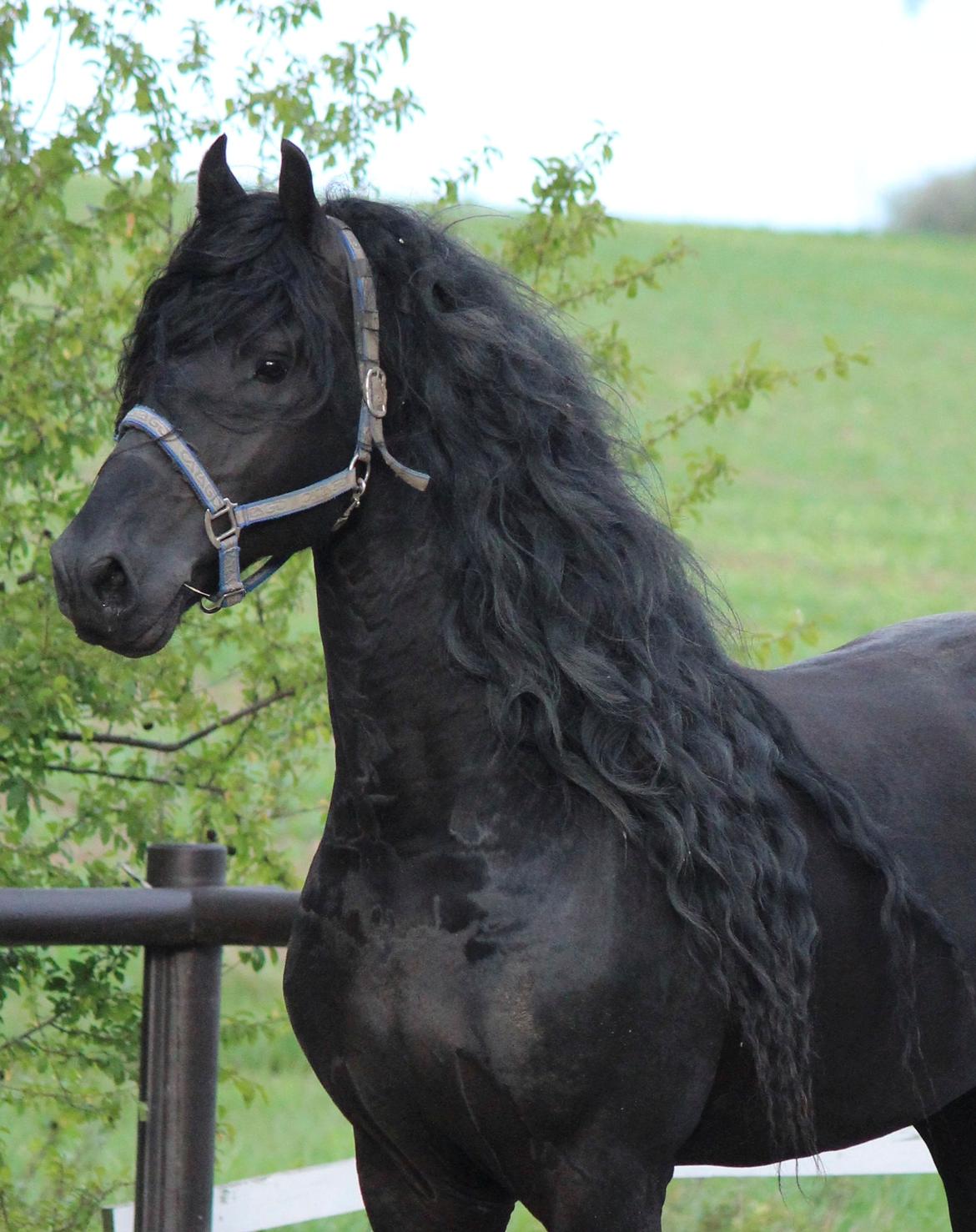 Frieser Tamke af søndergård billede 19