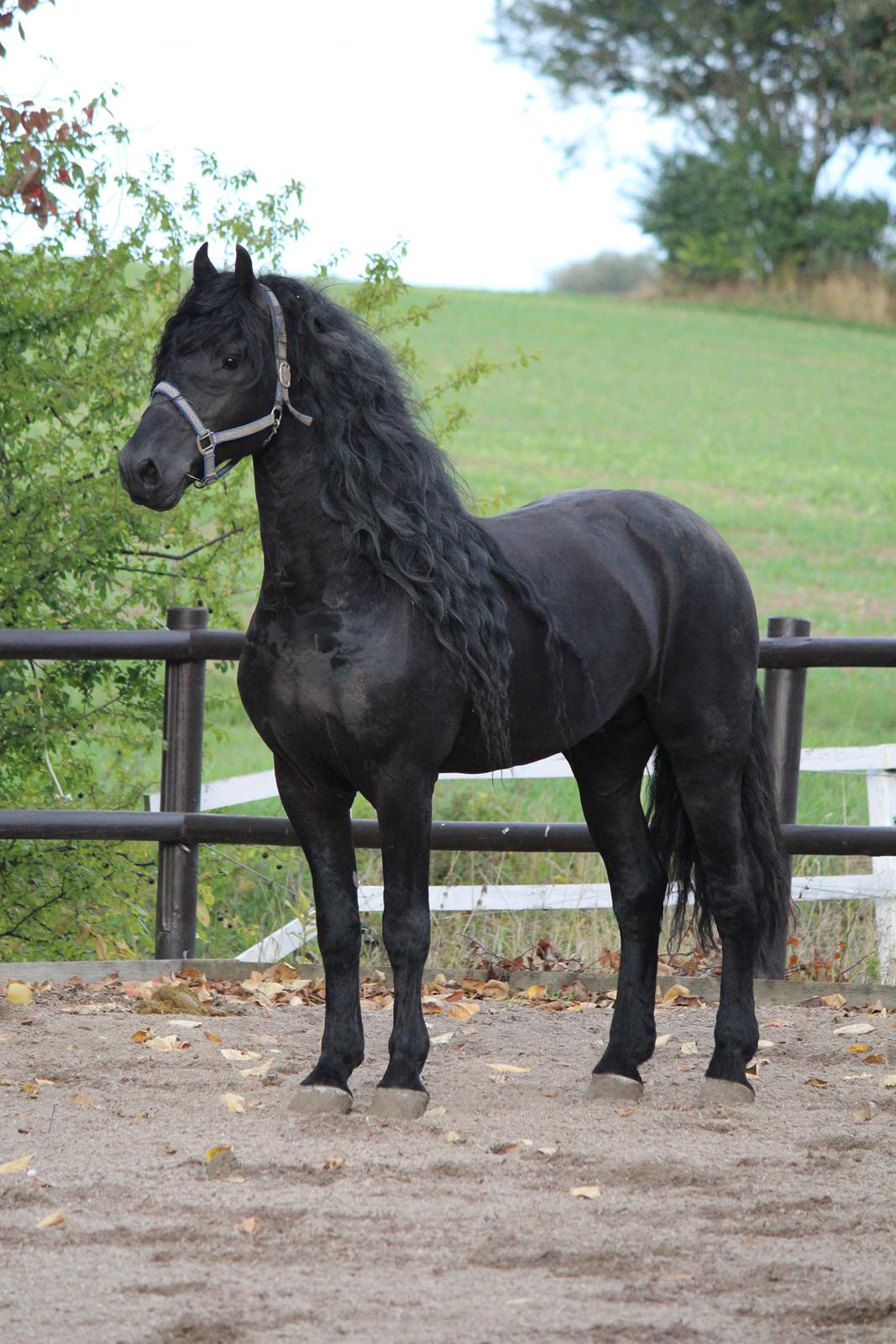 Frieser Tamke af søndergård billede 3