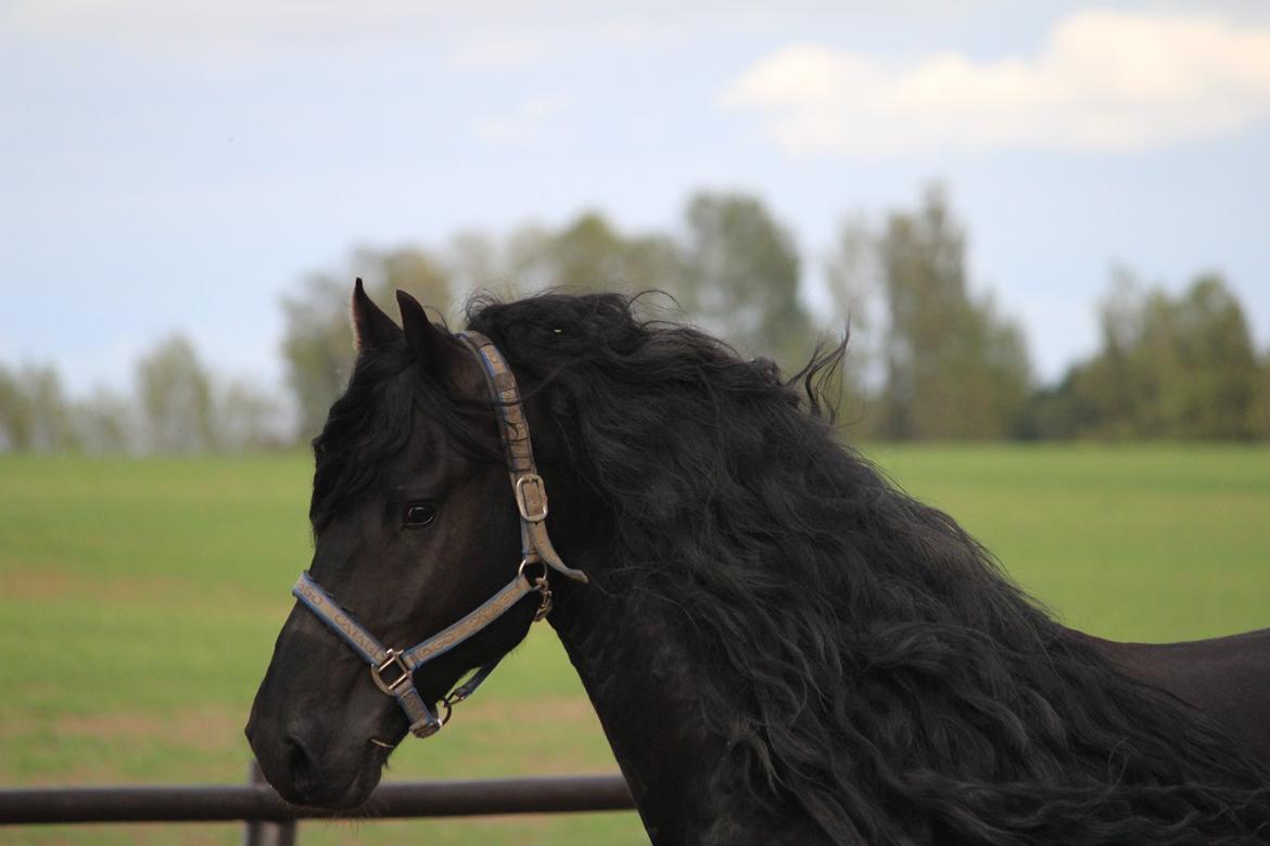 Frieser Tamke af søndergård billede 20