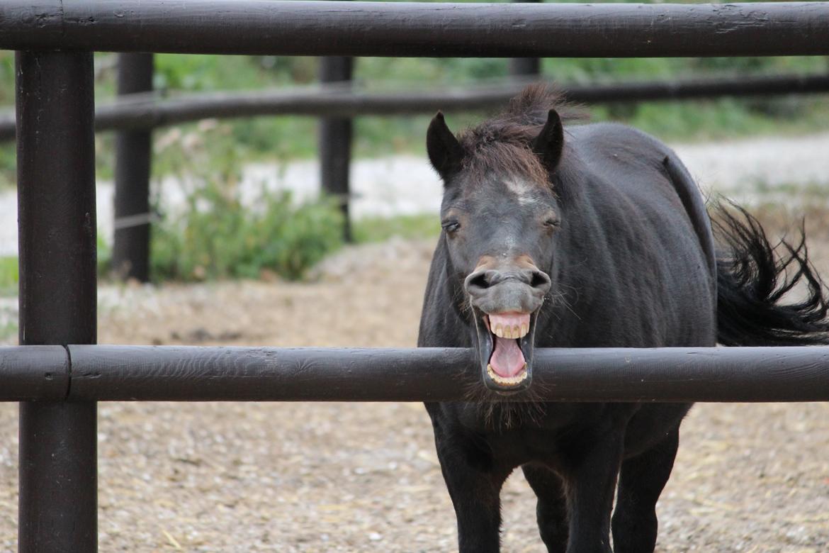 Shetlænder Mads billede 1