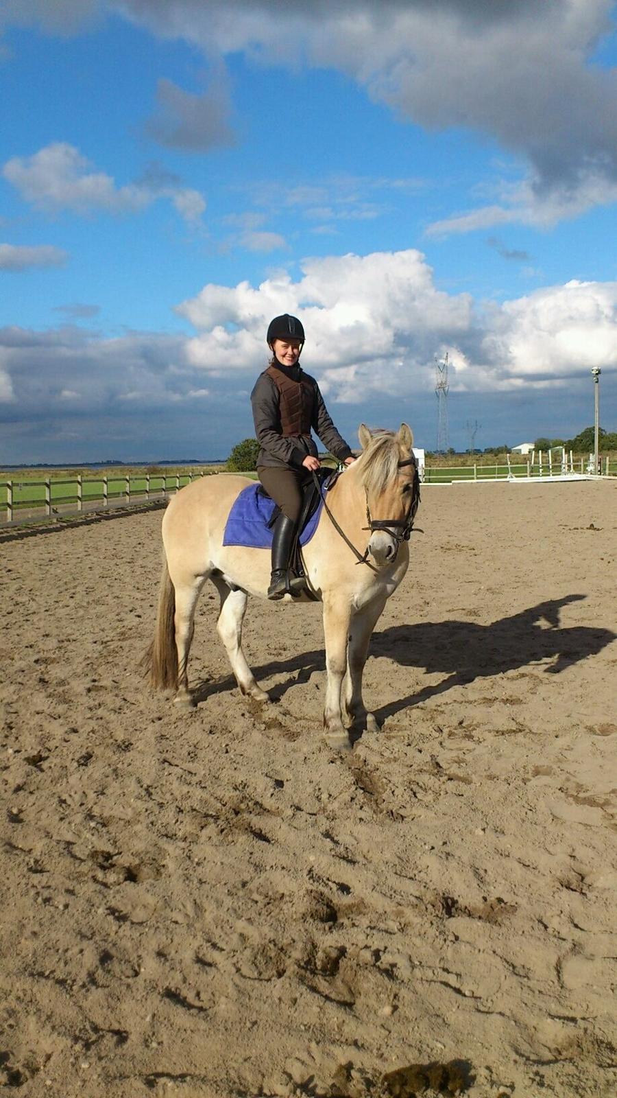 Fjordhest Halfdan billede 16