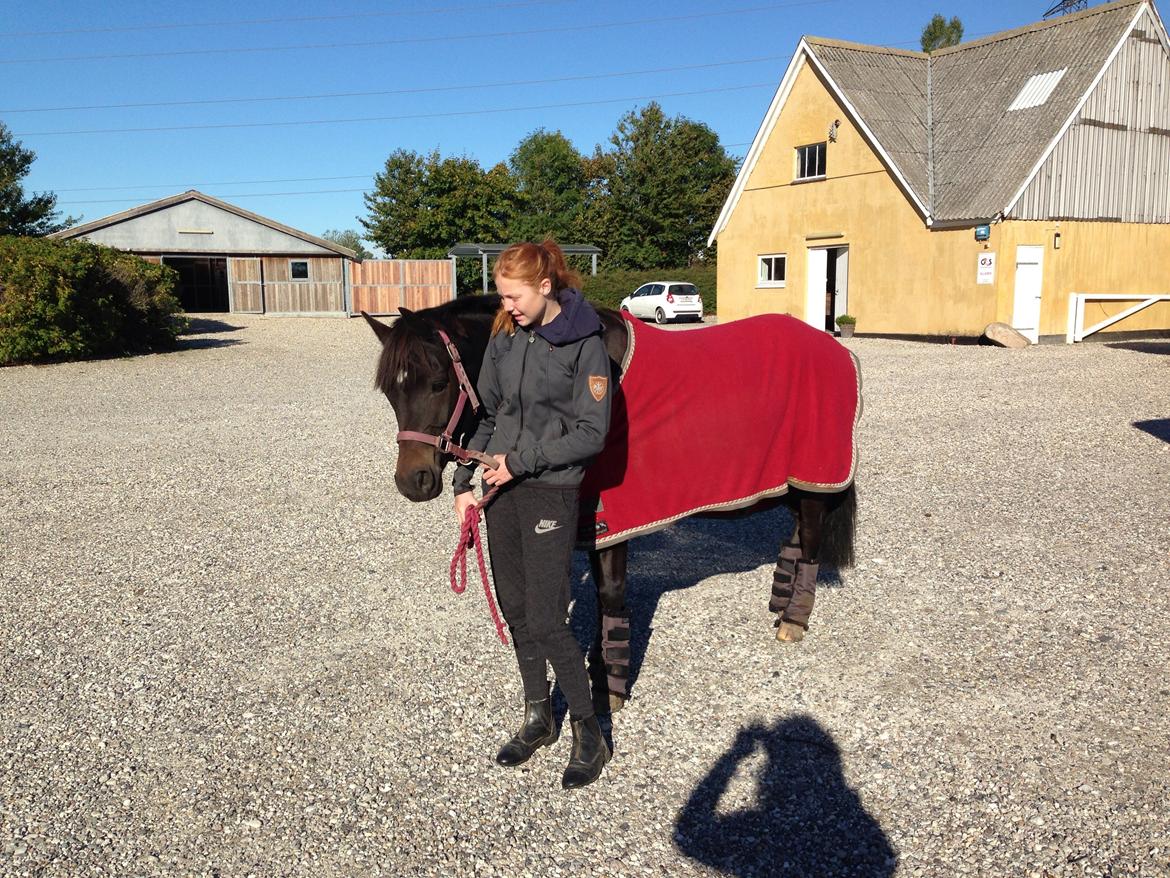 New Forest Løgtholt´s Bastian <3  billede 20