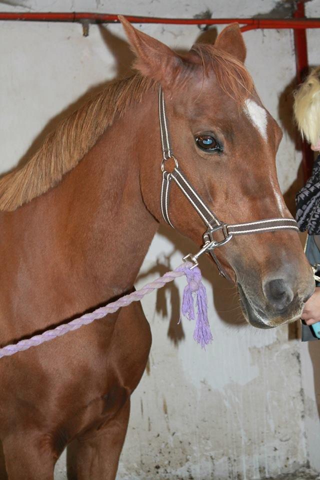 Anden særlig race Queen billede 2