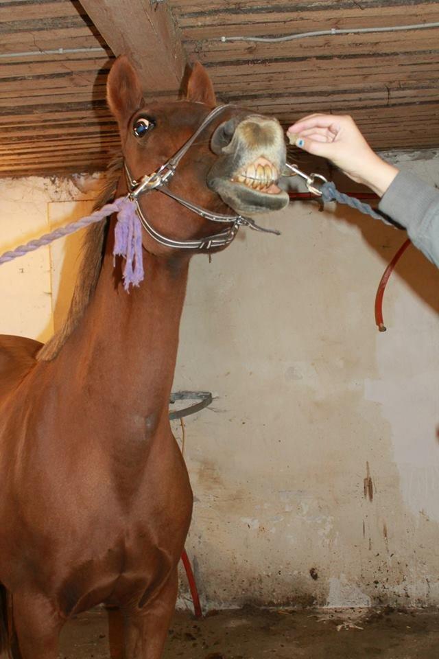 Anden særlig race Queen billede 13