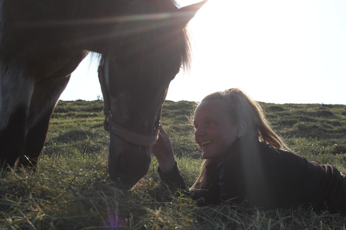 Shetlænder Grunk * Solgt  og Savnet * billede 10