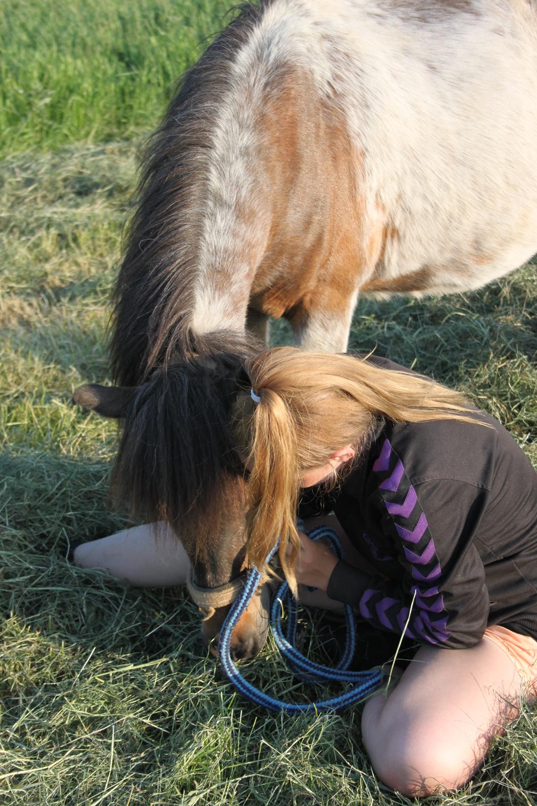 Shetlænder Grunk * Solgt  og Savnet * billede 11