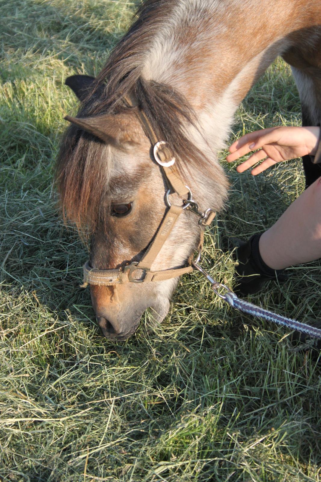 Shetlænder Grunk * Solgt  og Savnet * billede 12