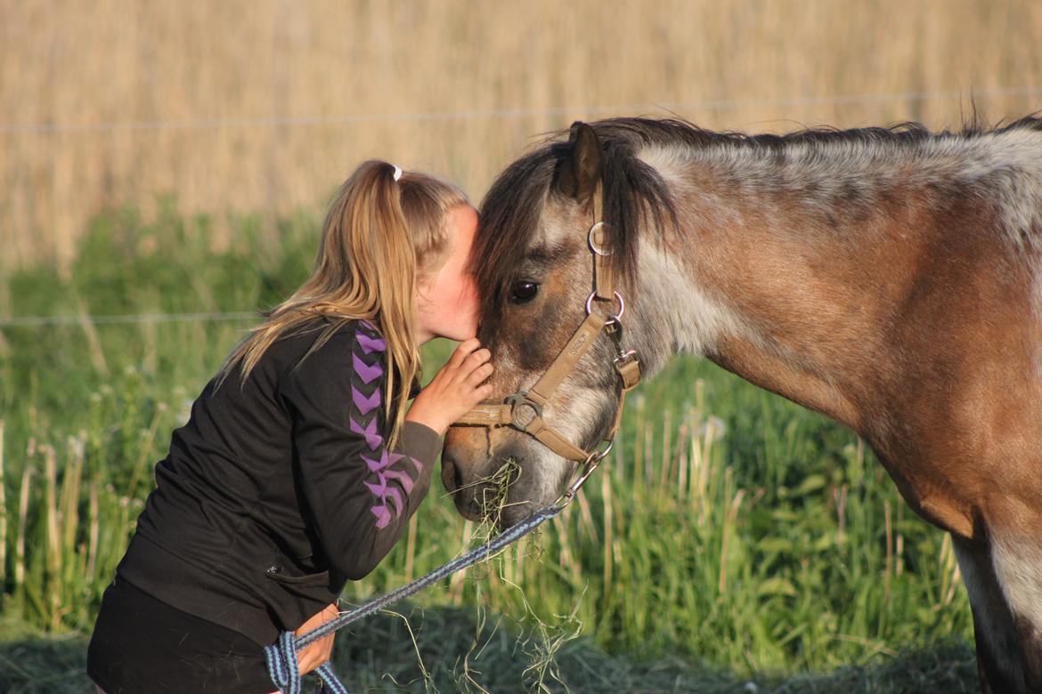 Shetlænder Grunk * Solgt  og Savnet * - Du er faktisk meget savnet <3 billede 1