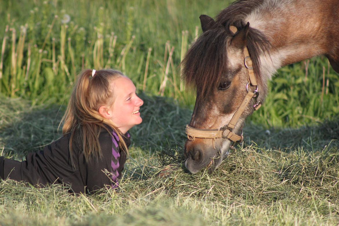 Shetlænder Grunk * Solgt  og Savnet * billede 13