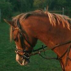 Anden særlig race Vestergårds La Foxy billede 19