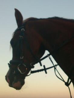 Anden særlig race Vestergårds La Foxy - Du spurte mig hvad jeg bedst kunne lide min pony eller mit liv. Jeg svarede mit liv. Du vende dig om og gik uden at vide at min pony er mit liv.<3 billede 21