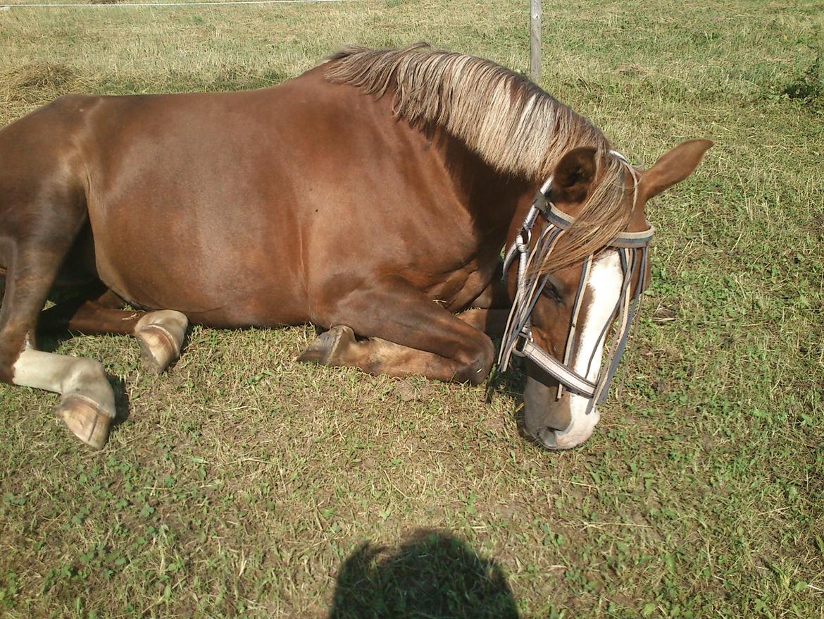 Anden særlig race Vestergårds La Foxy billede 22