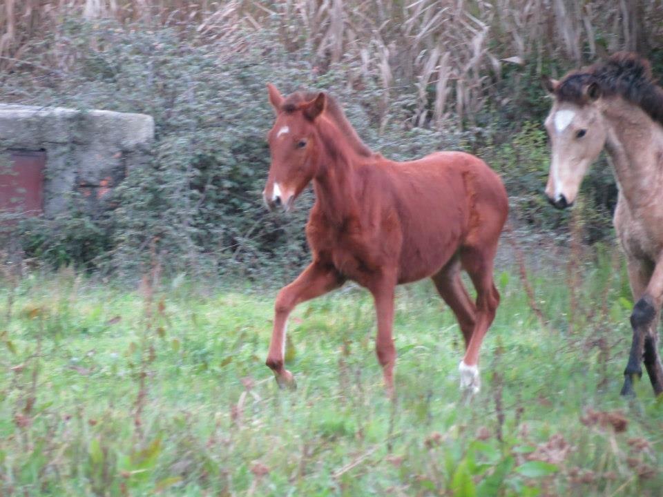 Lusitano Horatio The Noble One - Horatio som baby <3 billede 17