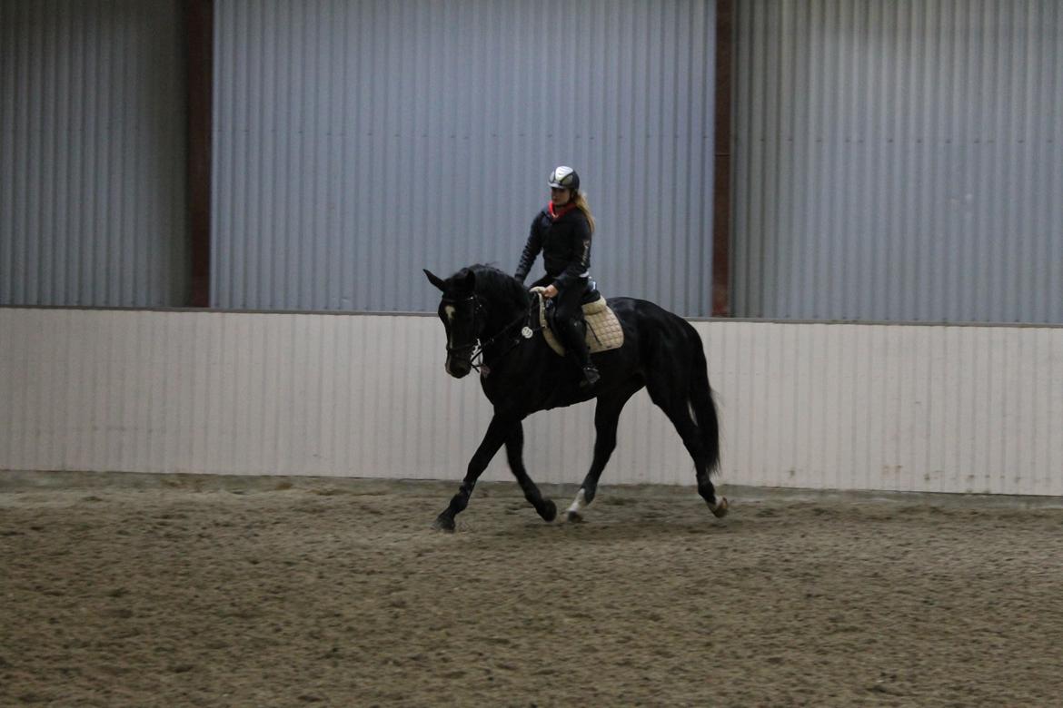 Hannoveraner Come Up 2 billede 5