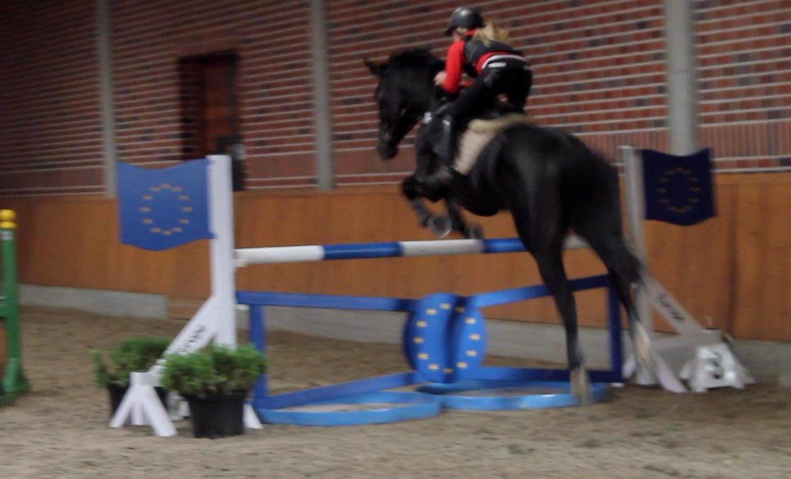 Hannoveraner Come Up 2 - Til banetræning på Bækgaarden billede 2